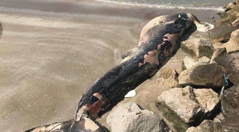La ballena muerta en la playa de RAK.