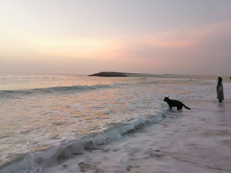 Un perro en una playa de EAU a modo ilustrativo. (EL CORREO)