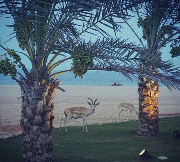 Una imagen de Sir Bani Yas Island. (Instagram)
