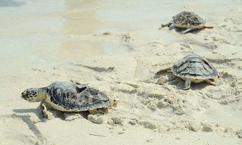 Tortugas liberadas en Abu Dhabi. (WAM)