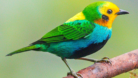 Tangara Multicolor. (Fuente externa)