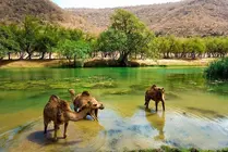 Una imagen de Salalah en el Sultanato de Om&aacute;n. (Fuente externa)