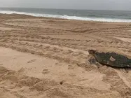 Tortuga verde en las costas de Om&aacute;n. (ELCORREO)