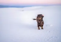 Mantener un perro en Dubai implica un coste estimado de entre 300 y 600 dirhams al mes. (Fuente externa)