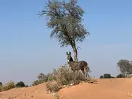Un burro abandonado en el emirato de Ras Al Khaimah. (EL CORREO)