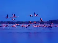 Flamencos en los manglares de Ajman. (WAM)