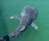 Captura de pantalla del v&iacute;deo del tibur&oacute;n difundido. (Instagram)