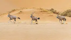 Imagen del desierto de Abu Dhabi, (WAM)