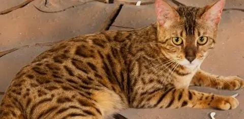 El gato salvaje es similar a un leopardo, (Fuente externa)