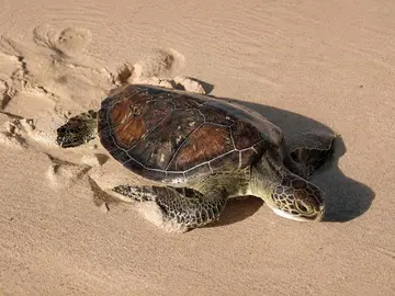 Una de las tortugas liberadas en la playa de Jumeirah. (WAM)