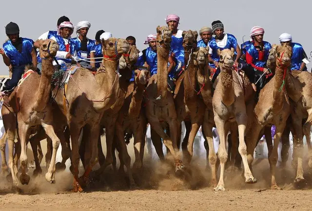 Imagen de una carrera de camellos en Emiratos.