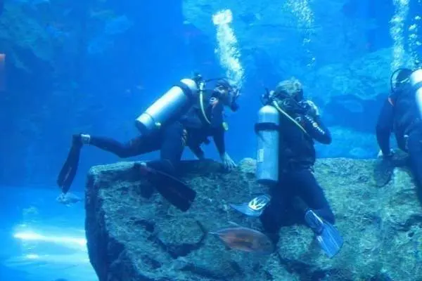 Imagen del acuario del Dubai Mall.