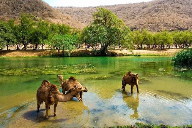 Una imagen de Salalah en el Sultanato de Om&aacute;n. (Fuente externa)