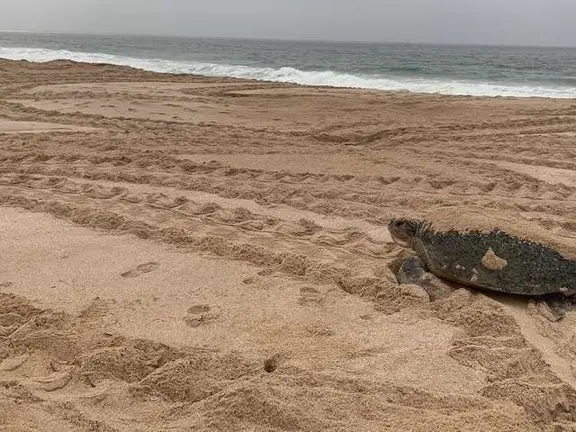 Tortuga verde en las costas de Om&aacute;n. (ELCORREO)