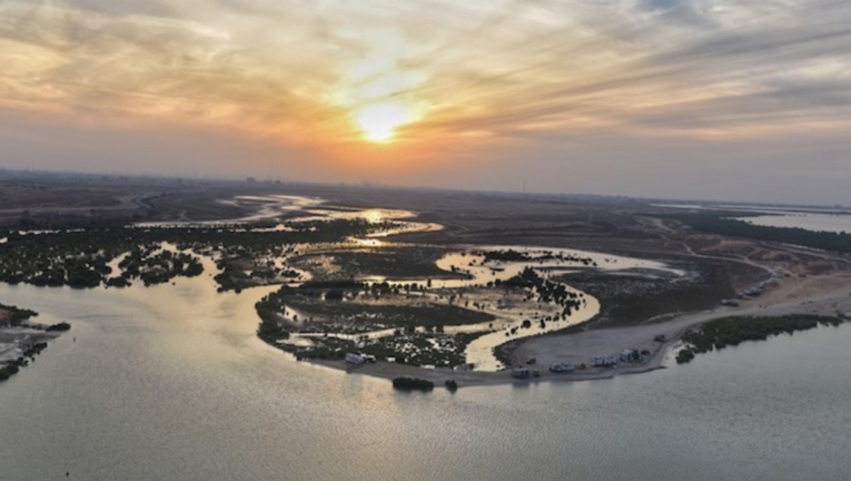 Manglares en Umm Al Quwain. (Twitter)