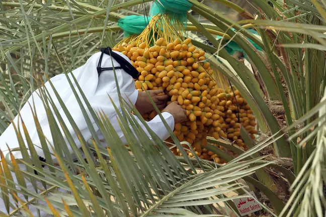 Un emirat&iacute; recolecta d&aacute;tiles. (WAM)