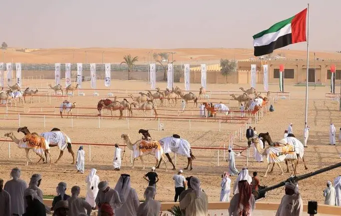 Una edición del Festival de camellos en Al Dhafra. (WAM)