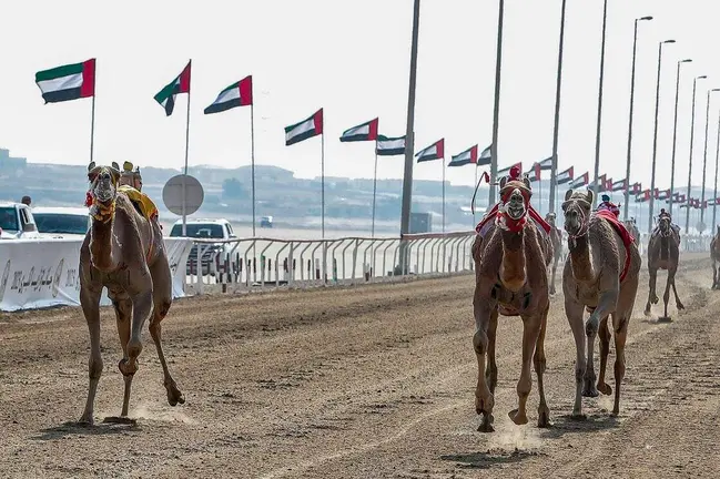 Un momento de una carrera de camellos en el Hipódromo de Al Wathba en Abu Dhabi. (WAM)