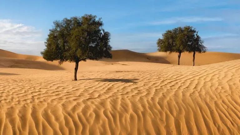 El árbol Ghaf en el desierto de Emiratos. (WAM)