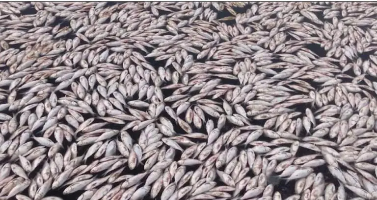 Imagen de peces muertos publicada en el perfil de Instagram de la agencia.