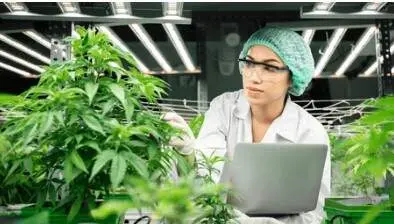 Plantaci&oacute;n de c&aacute;nnabis para uso medicinal. (Fuente externa)