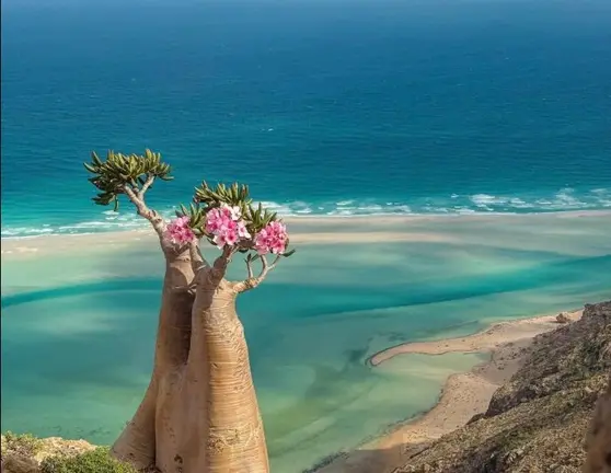 Una imagen de la isla de Socotra. (X)