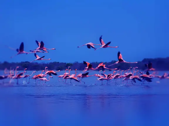 Flamencos en los manglares de Ajman. (WAM)