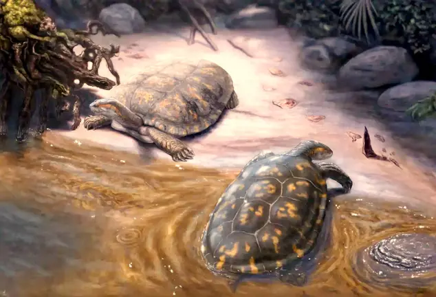 La tortuga ha sido presentada a la sociedad planetaria con el nombre de Shakyremys colombiana en la publicaci&oacute;n 'Papers in Palaeontology'. (Fuente externa)