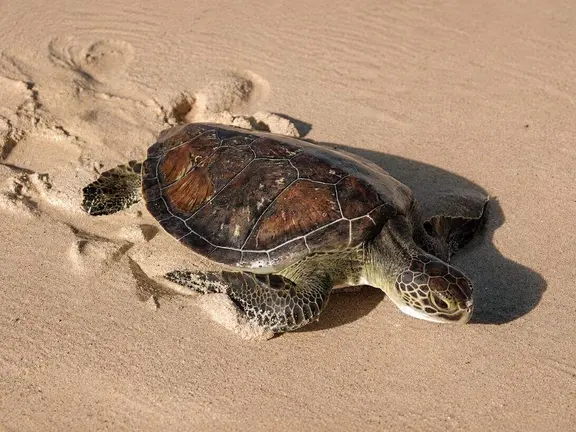 Una de las tortugas liberadas en la playa de Jumeirah. (WAM)