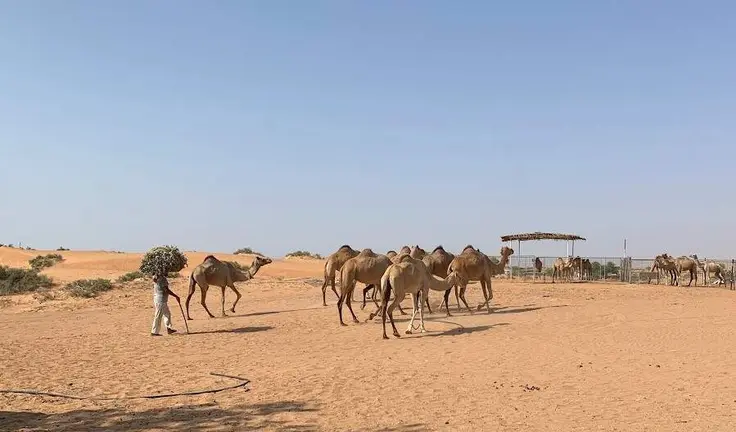 Una imagen del desierto de EAU en verano. (EL CORREO)