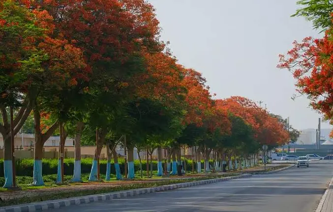 Una calle de la ciudad con &aacute;rboles de fuego. (Dubai Future Foundation)