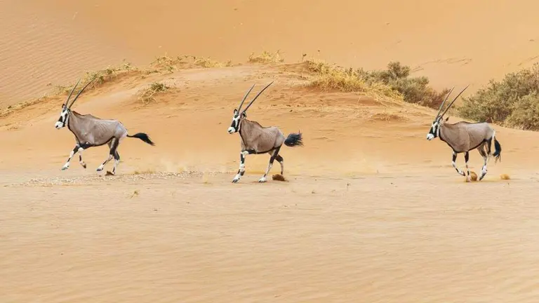 Imagen del desierto de Abu Dhabi, (WAM)