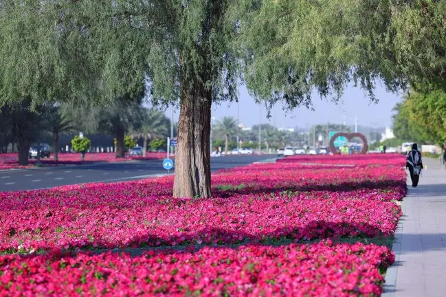 Flores en Al Ain. (WAM)