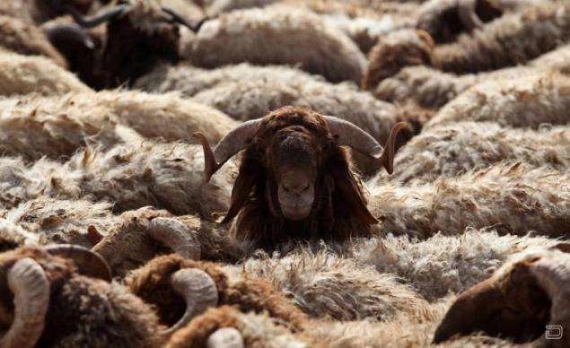 Una imagen de las ovejas antes del sacrificio durante el Eid Al Adha. (Fuente externa)