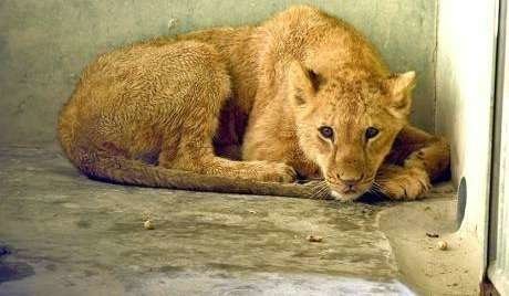 La leona está cómodamente instalada en el Zoo de Dubai.