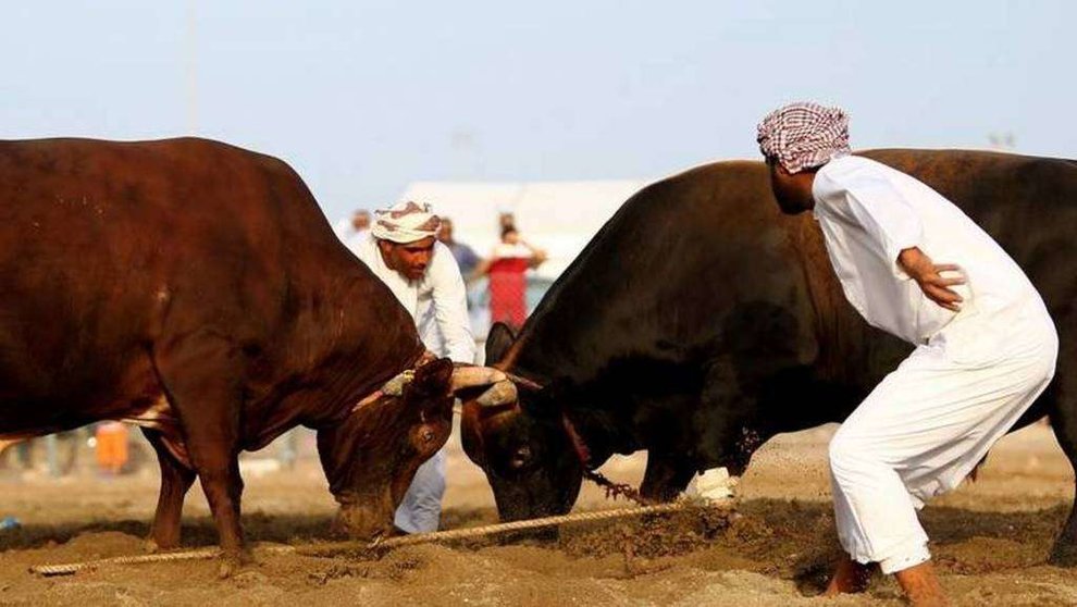 Una imagen de las corridas de toros del emirato de Fujairah.