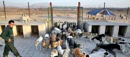 Los perros son confiscados en Irán.