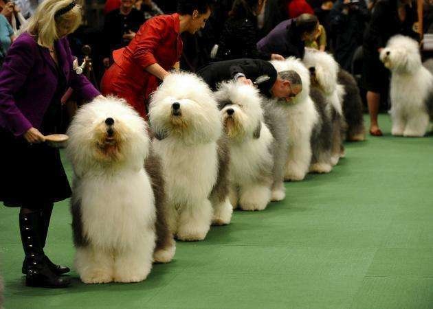 Una imagen de un concurso de belleza canina suministrada de internet.