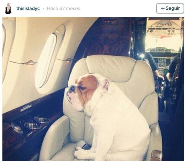 Un perrito viajando en un avión privado.