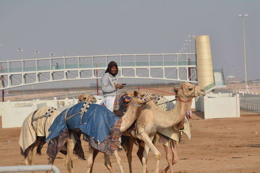 Un cuidador de camellos en el desierto de Dubai. (EL CORREO)