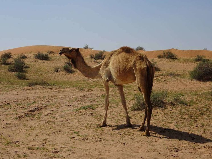 Un camello en Emiratos Árabes. (EL CORREO)
