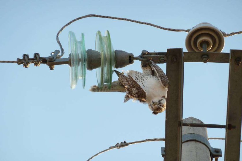 Un ave en un poste eléctrico. (WAM)
