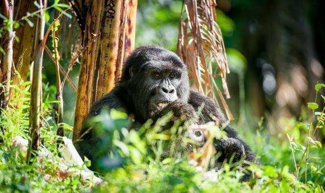 Un gorila en la selva de Ruanda.