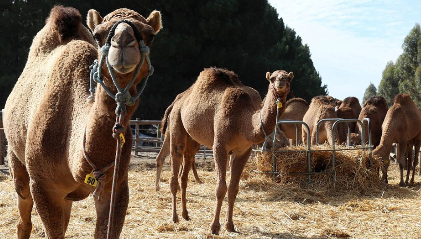 Camellos en una granja australiana.