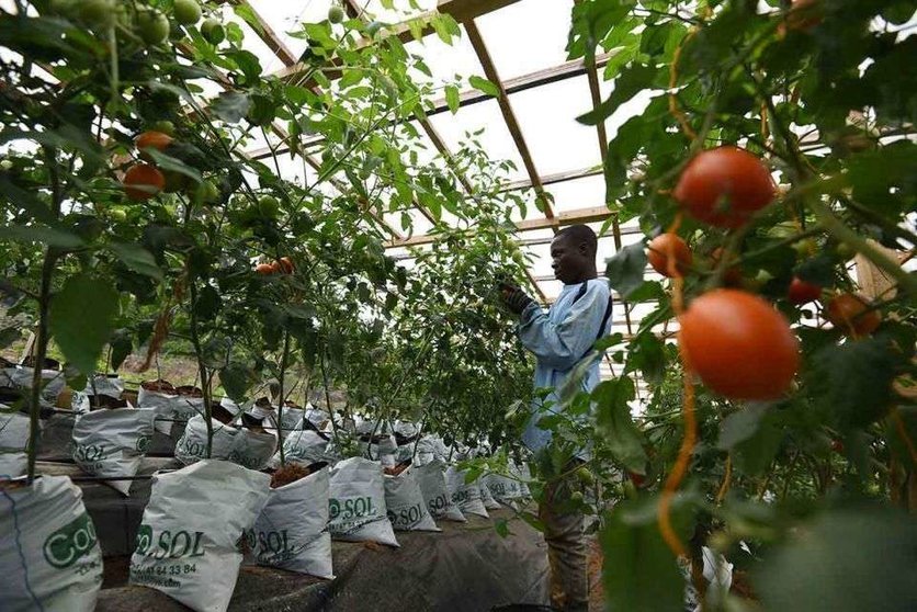 Un hombre trabaja en un huerto de tomates hidropónicos. (AFP)