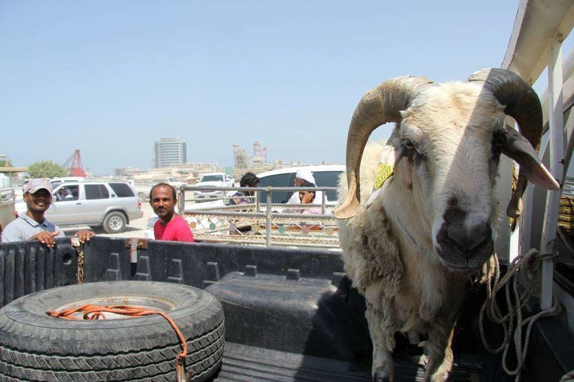 Imagen del mercado de corderos de Ras Al Khaimah durante el Eid Al Adha. (R. Pérez)