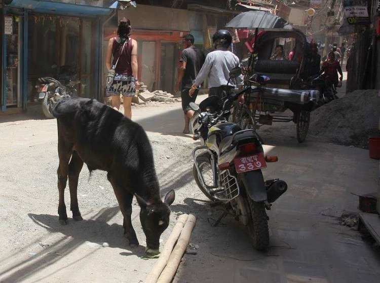 Las vacas son animales sagrados en muchos lugares de la India. (EL CORREO)