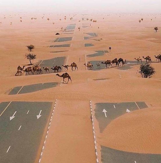 A modo ilustrativo, camellos en una carretera de Emiratos Árabes.