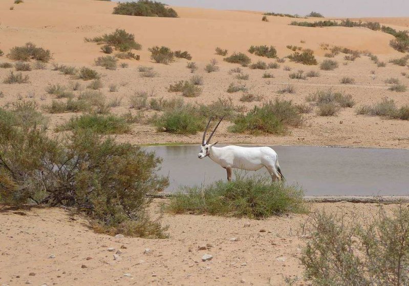Un órix en Emiratos. (Fuente externa)