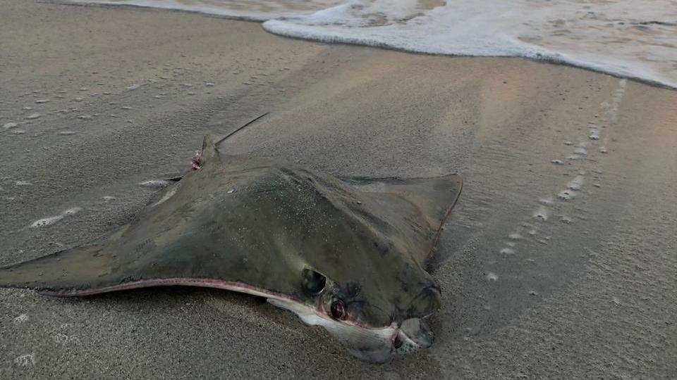 Uno de los peces aparecidos en la playa de Dubai.